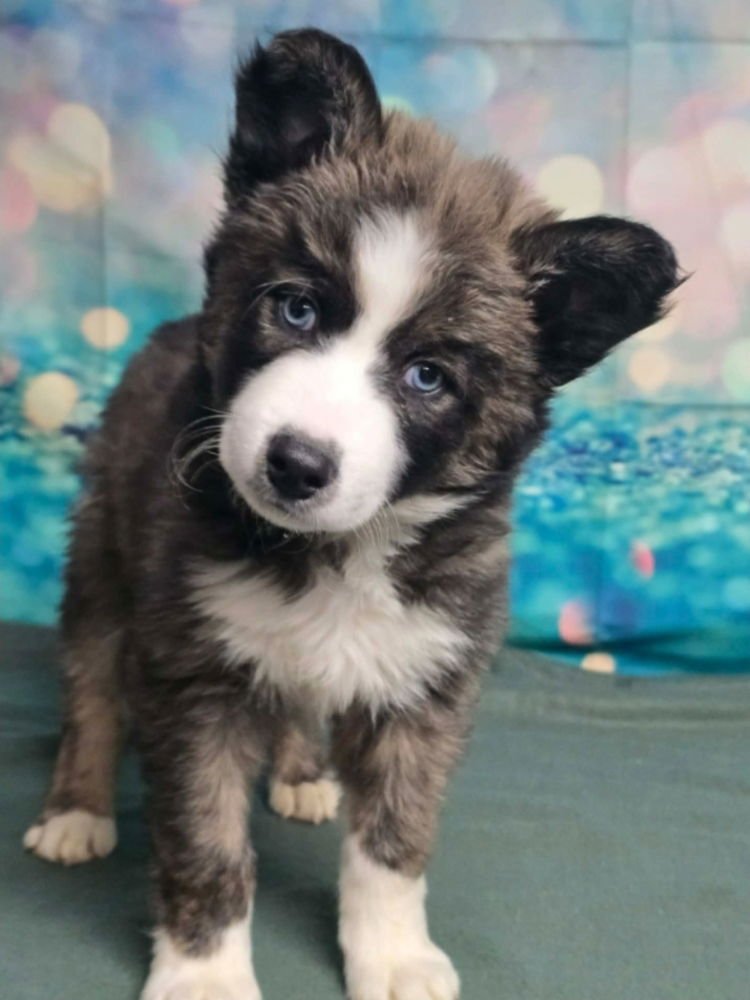 LARCENY - Australian Shepherd / Husky available for adoption