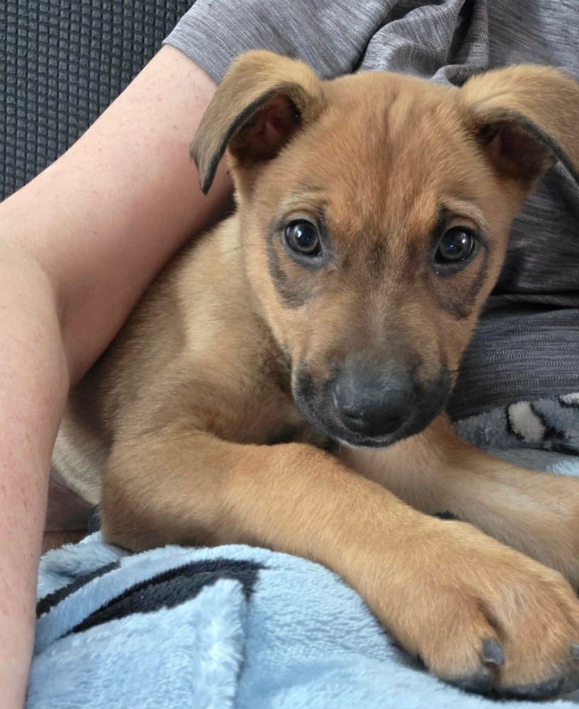 LEMON MERINGUE - German Shepherd Dog available for adoption