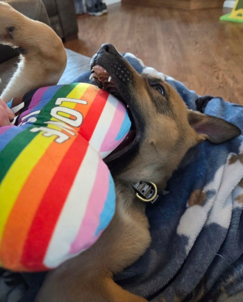 LEMON MERINGUE - German Shepherd Dog available for adoption