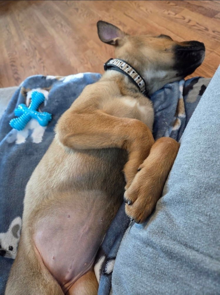 Lemon Meringue - Photo 3