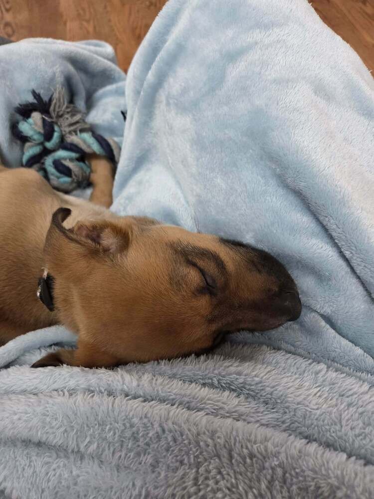 Lemon Meringue - Photo 4