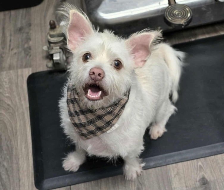 BACON - Chihuahua / Terrier available for adoption