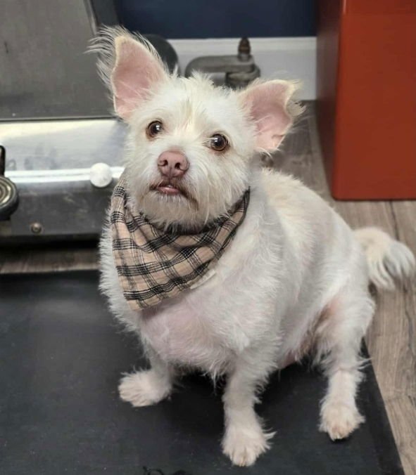 BACON - Chihuahua / Terrier available for adoption