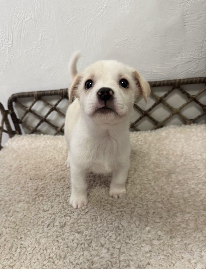 CASSIOPEIA - Boxer / Labrador Retriever available for adoption