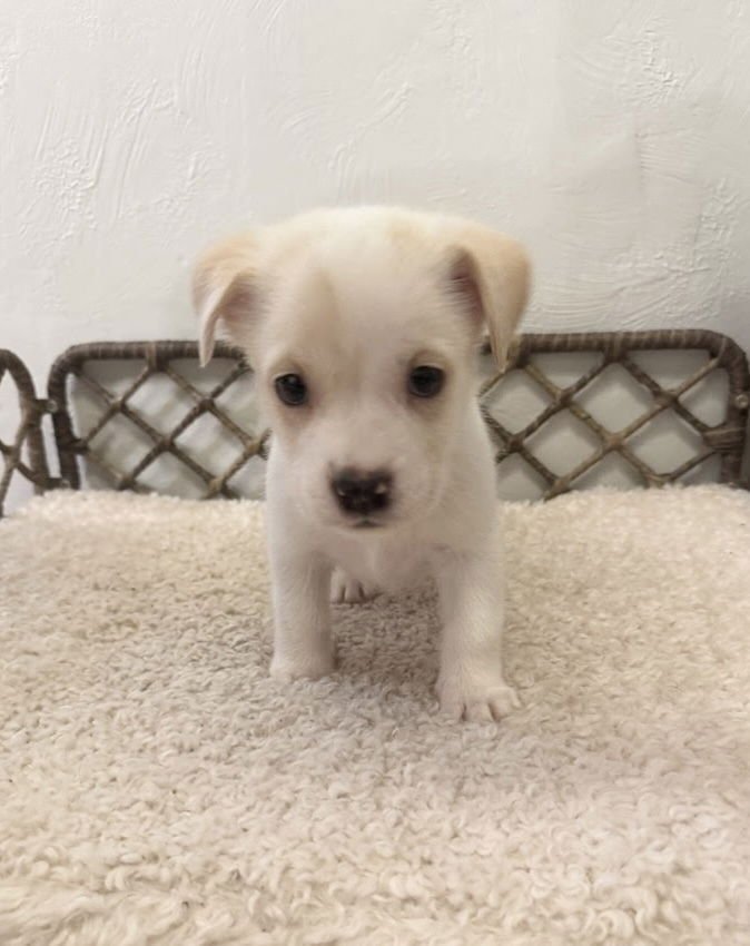 CASSIOPEIA - Boxer / Labrador Retriever available for adoption