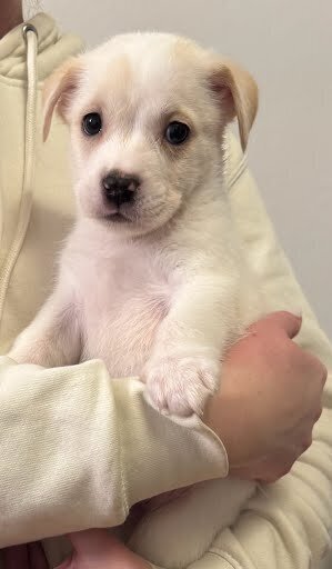 Cassiopeia - Photo 3