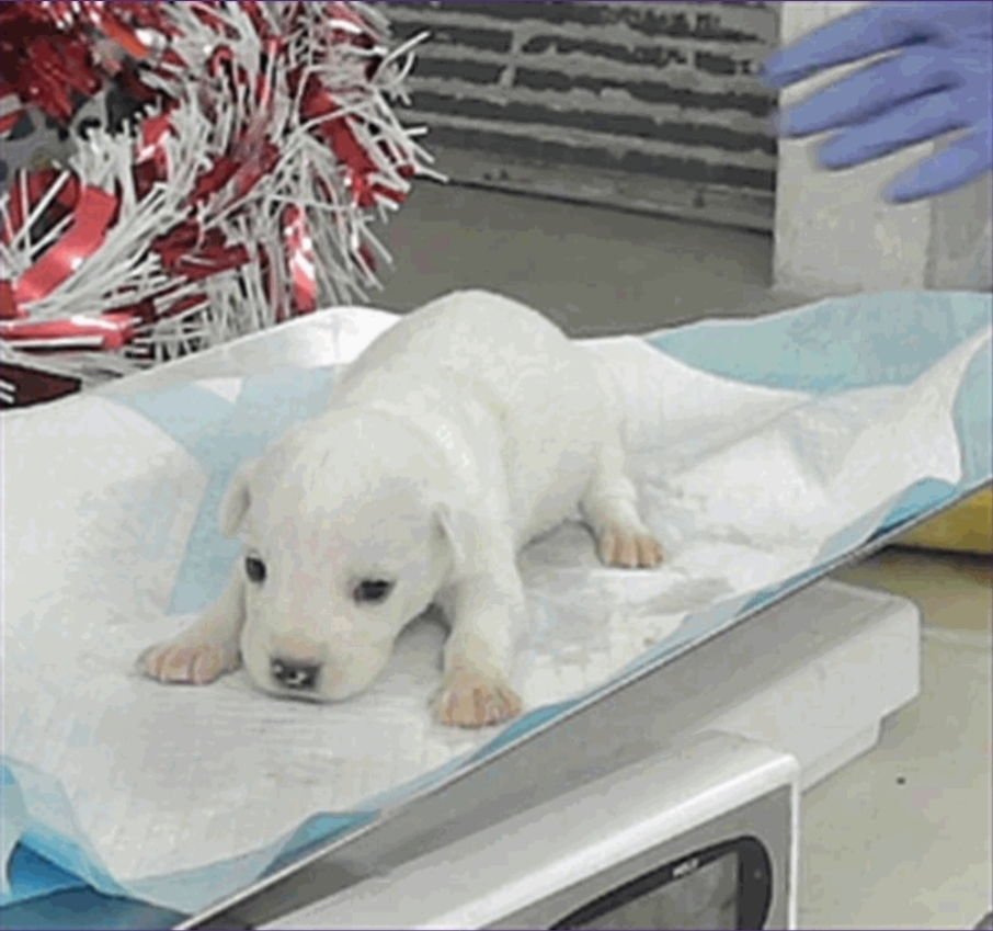 Cassiopeia - Photo 4