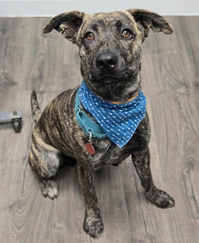 JULIA - Plott Hound / Dutch Shepherd available for adoption