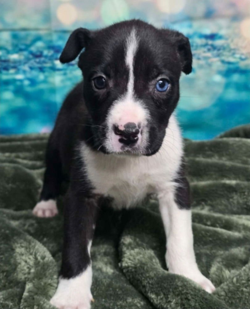 BOB - Cattle Dog available for adoption