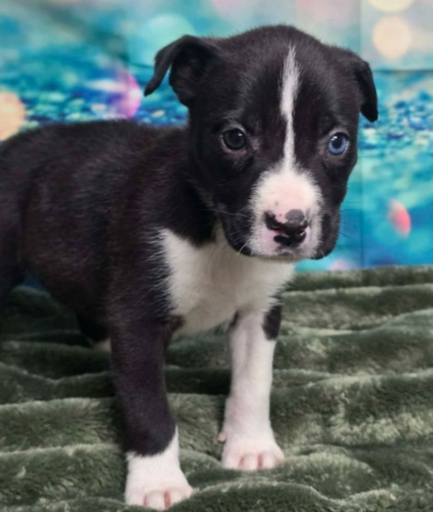 BOB - Cattle Dog available for adoption