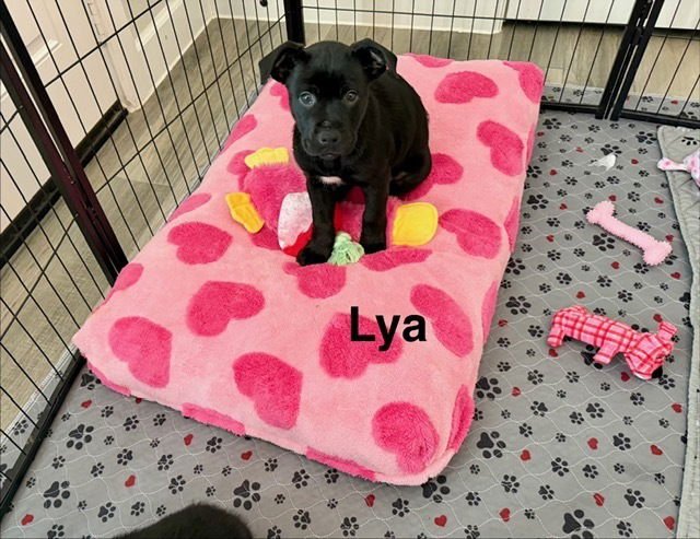 LYA - Labrador Retriever / Rottweiler available for adoption