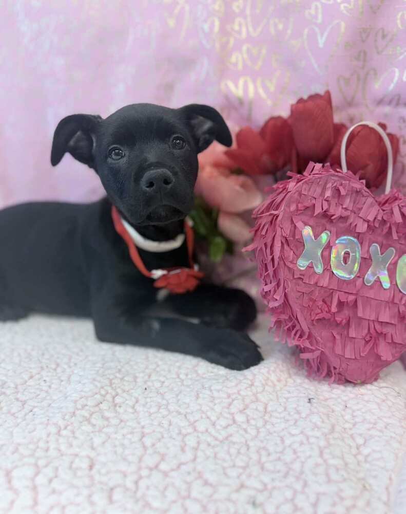 LYA - Labrador Retriever / Rottweiler available for adoption