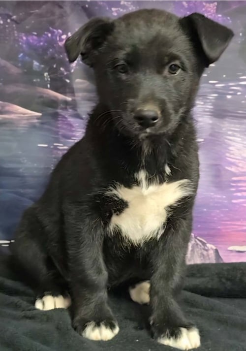 DAFFODIL - Border Collie / Labrador Retriever available for adoption