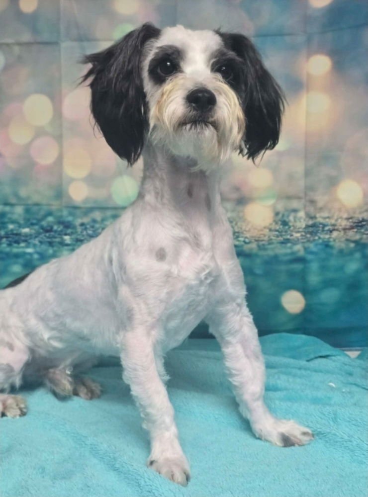 SHERLOCK - Schnauzer available for adoption