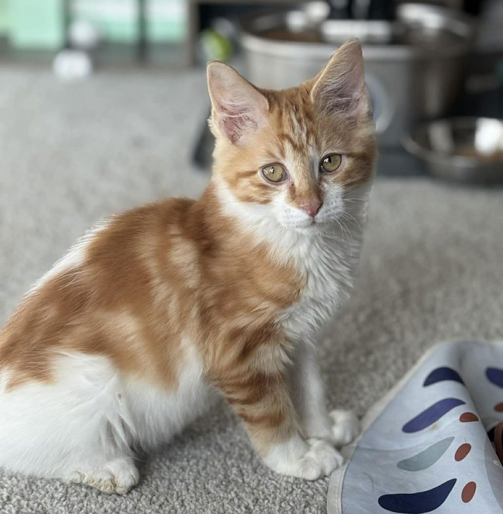 PONY - Domestic Medium Hair available for adoption