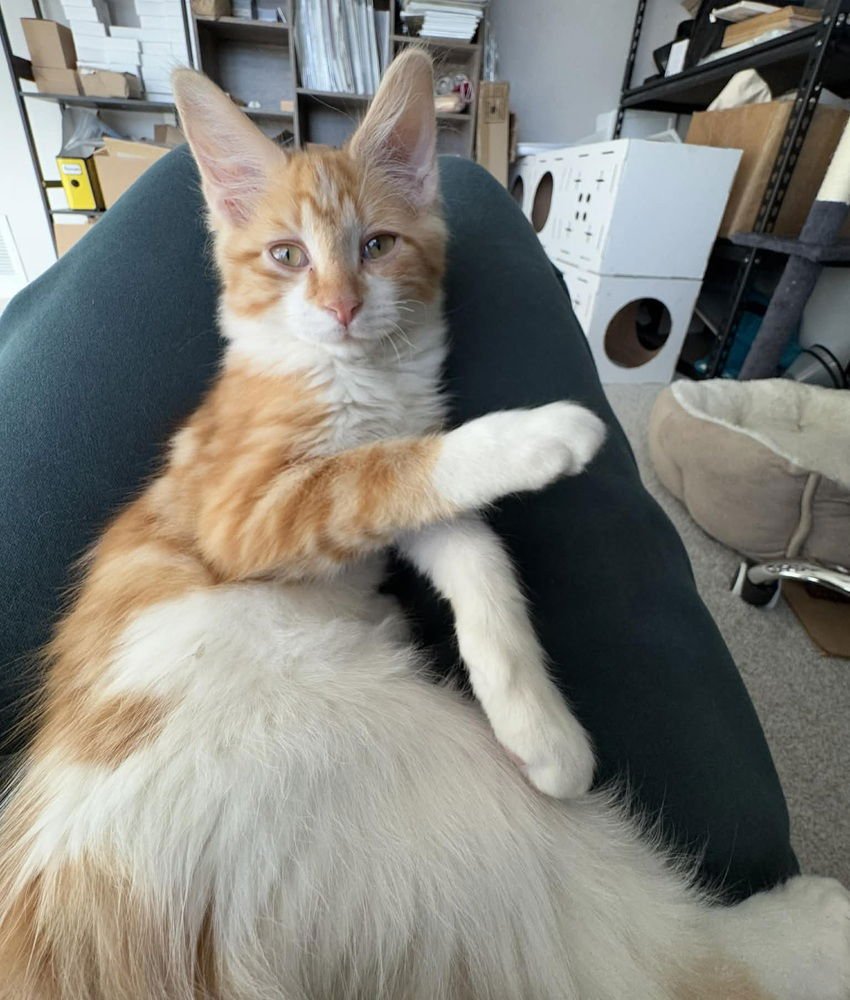 PONY - Domestic Medium Hair available for adoption