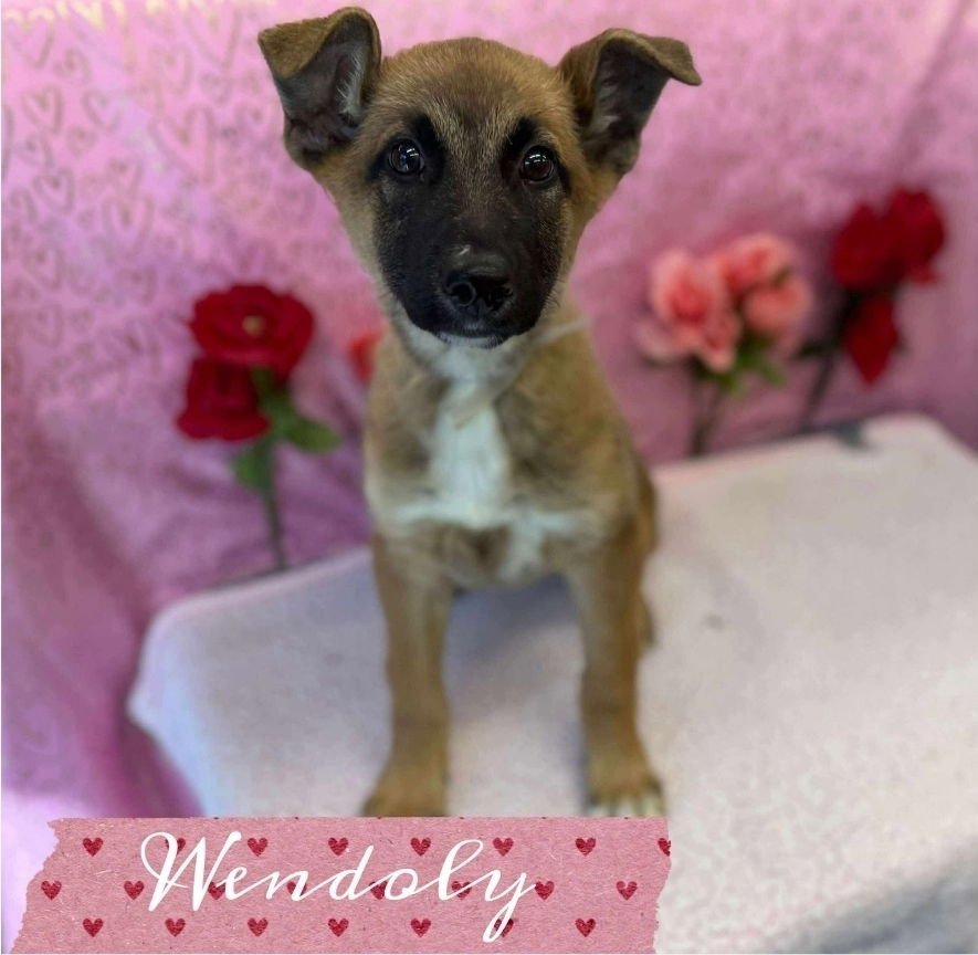 WENDOLY - German Shepherd Dog available for adoption