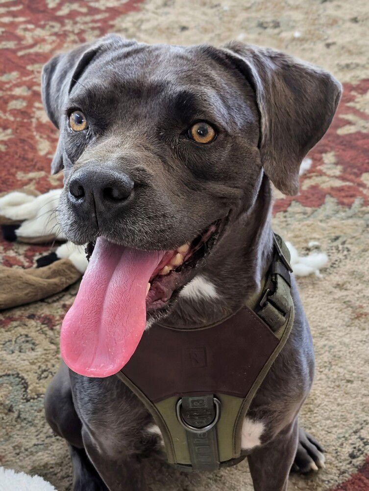 ONYX - Pit Bull Terrier available for adoption