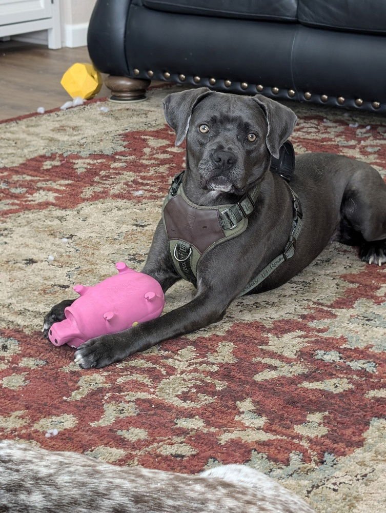 ONYX - Pit Bull Terrier available for adoption