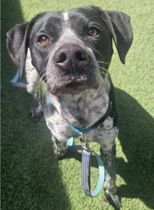 HANK - Cattle Dog / Pointer available for adoption