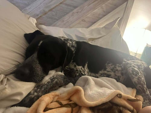 HANK - Cattle Dog / Pointer available for adoption