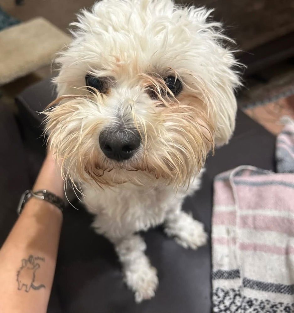 OPIA - Poodle (Miniature) available for adoption