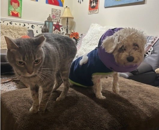 OPIA - Poodle (Miniature) available for adoption