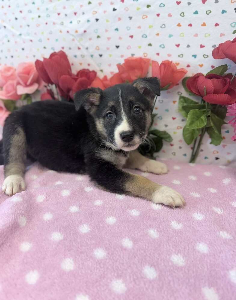 COMET - German Shepherd Dog / Australian Shepherd available for adoption