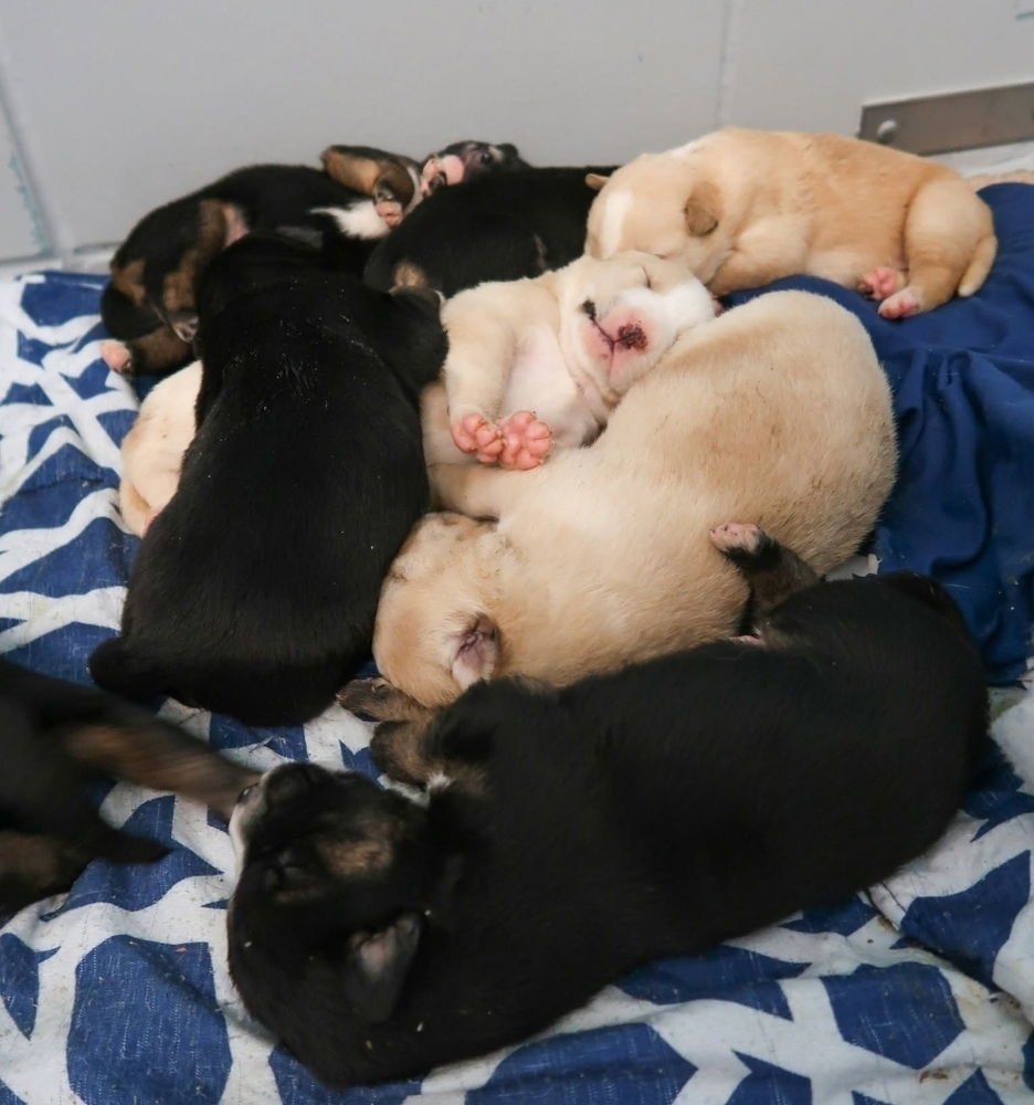 COMET - German Shepherd Dog / Australian Shepherd available for adoption