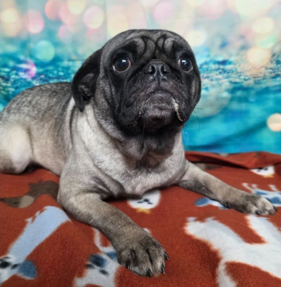 MISS PUGGY - Pug available for adoption