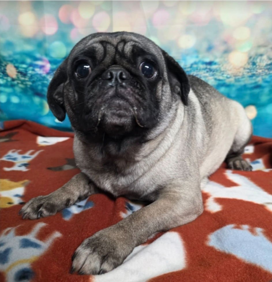 MISS PUGGY - Pug available for adoption