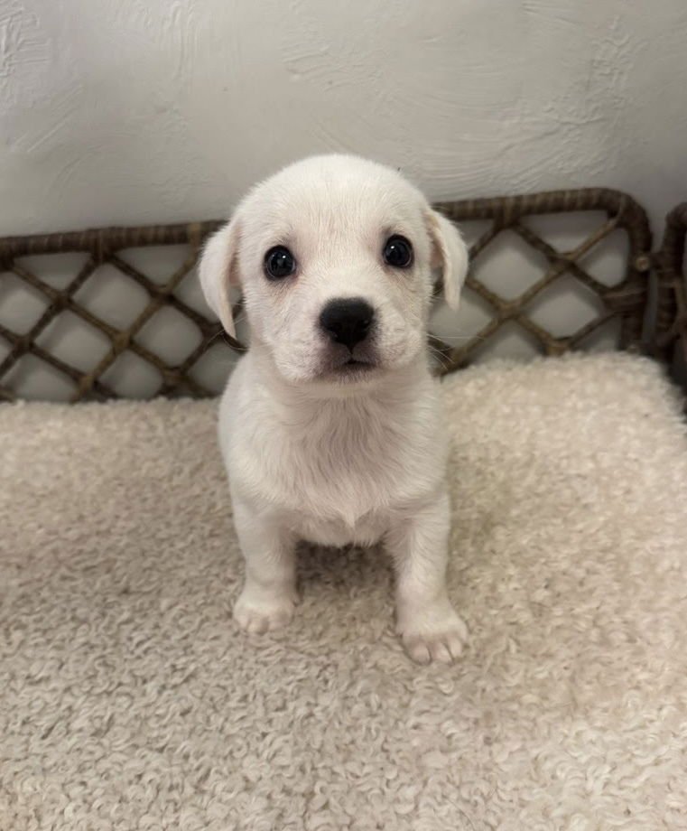 ORION - Boxer / Labrador Retriever available for adoption