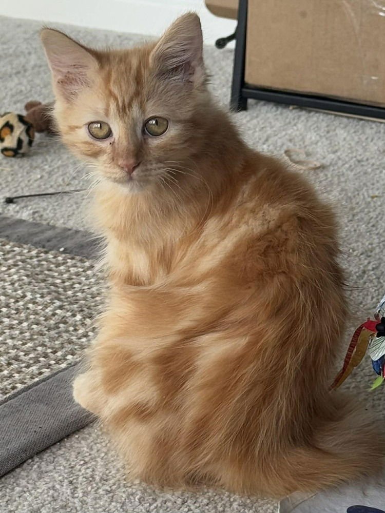 DEBBIE - Domestic Medium Hair available for adoption