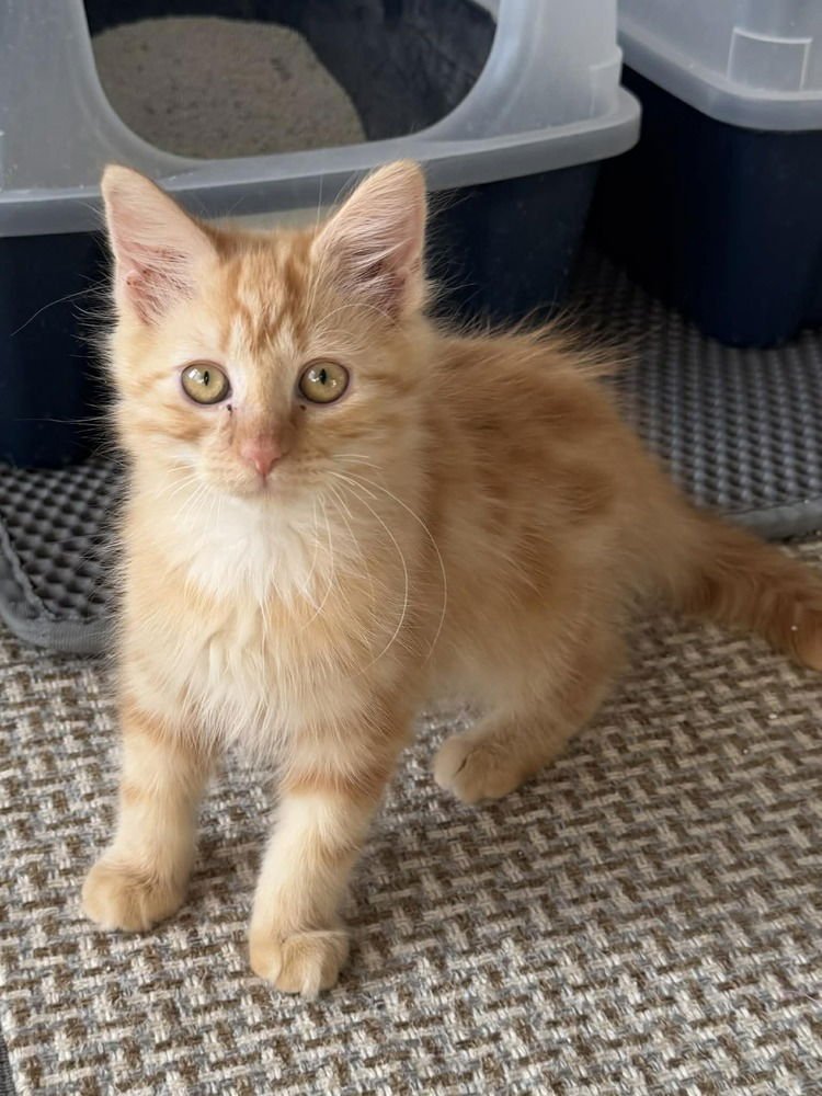 DEBBIE - Domestic Medium Hair available for adoption