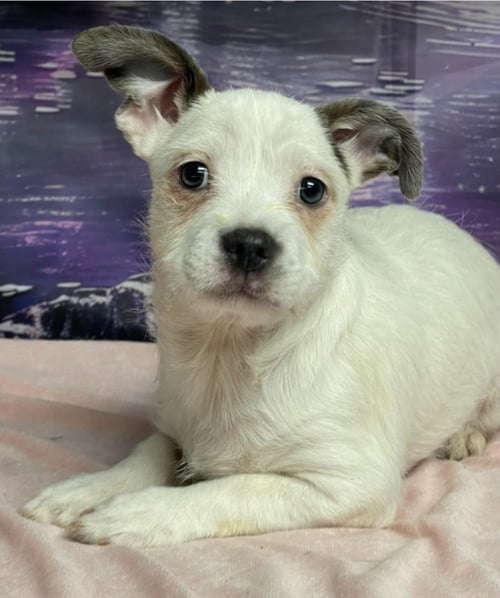 HUDSON - Terrier available for adoption