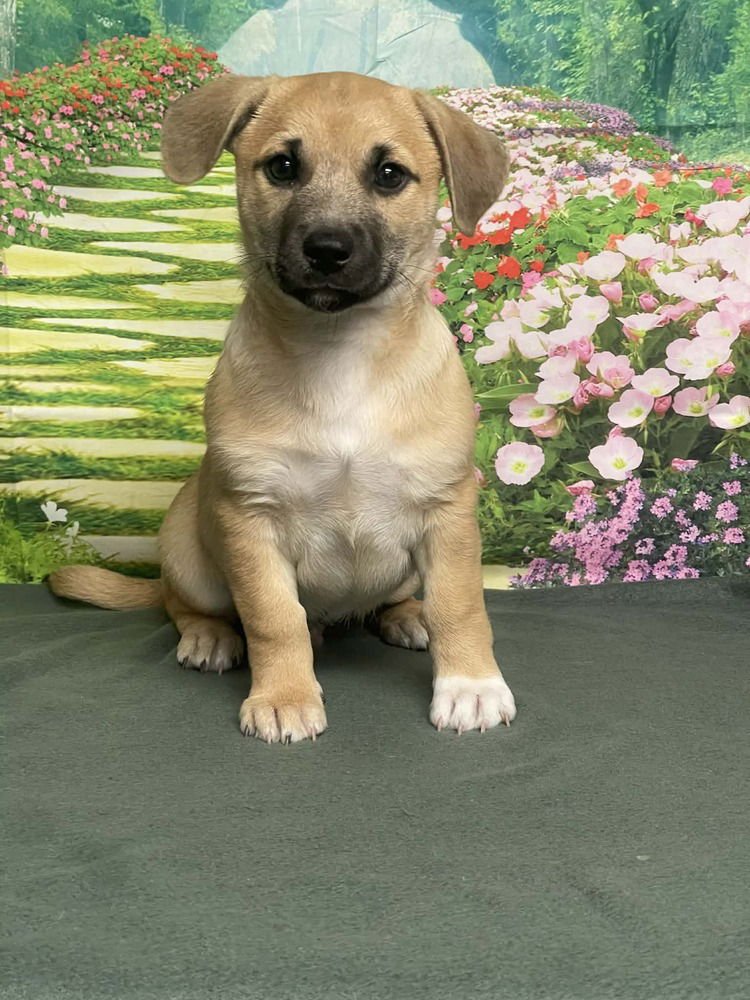 ASH - Labrador Retriever / Corgi available for adoption