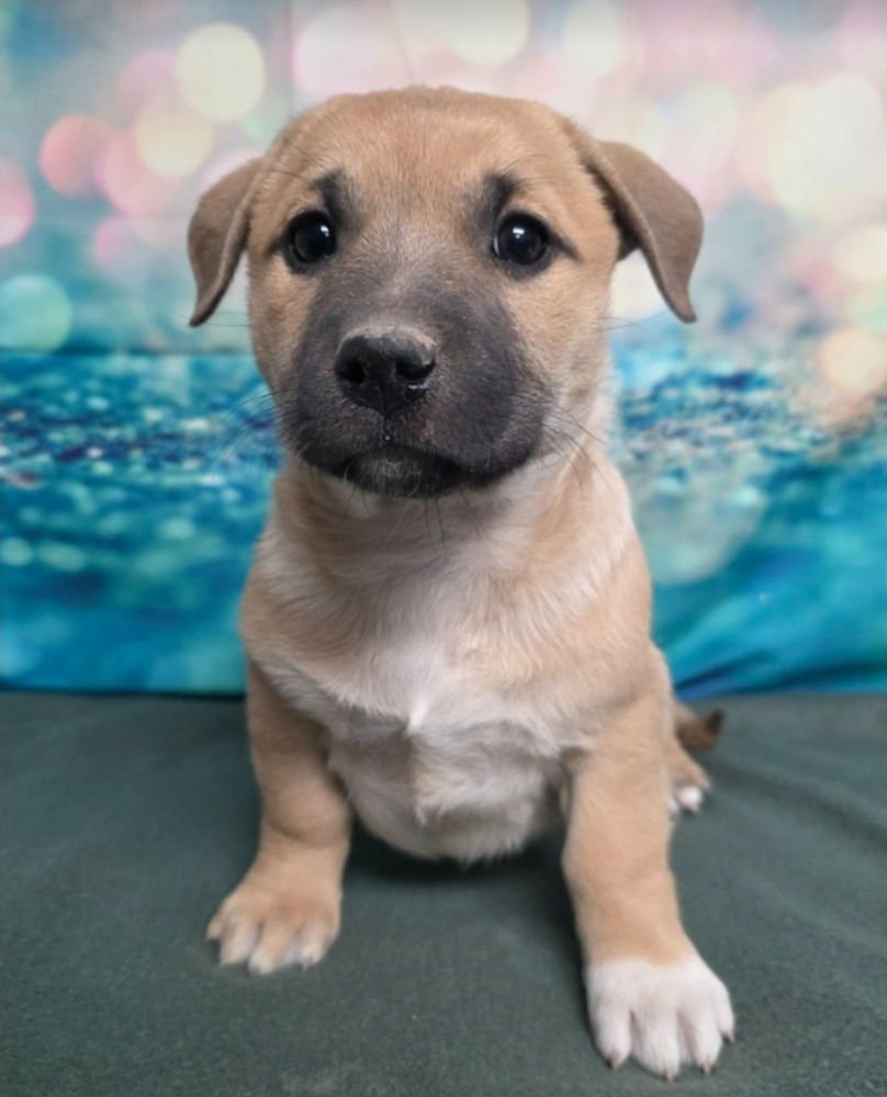 ASH - Labrador Retriever / Corgi available for adoption