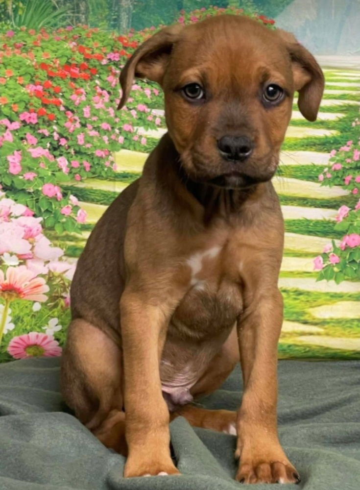 REEF - American Staffordshire Terrier available for adoption