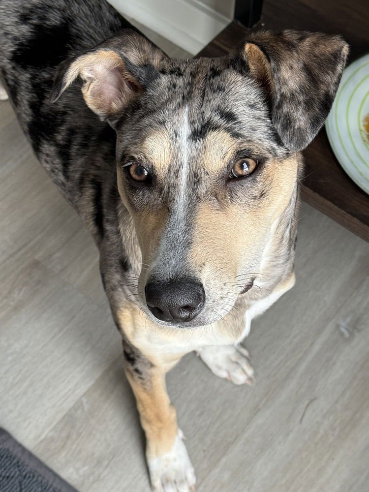 BLUEBERRY NKA MOLLIE - Pit Bull Terrier / American Staffordshire Terrier available for adoption