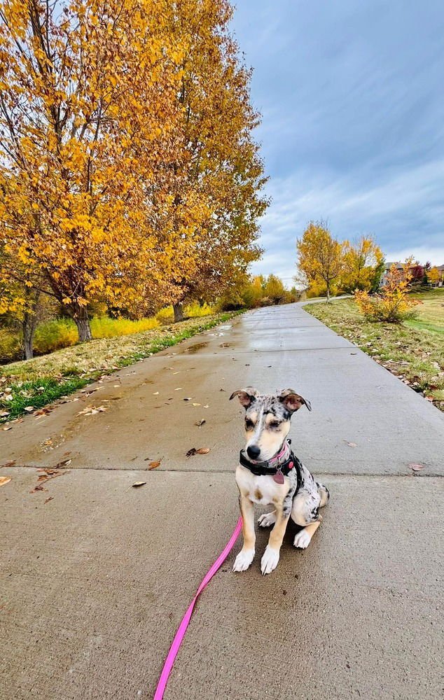 BLUEBERRY NKA MOLLIE - Pit Bull Terrier / American Staffordshire Terrier available for adoption