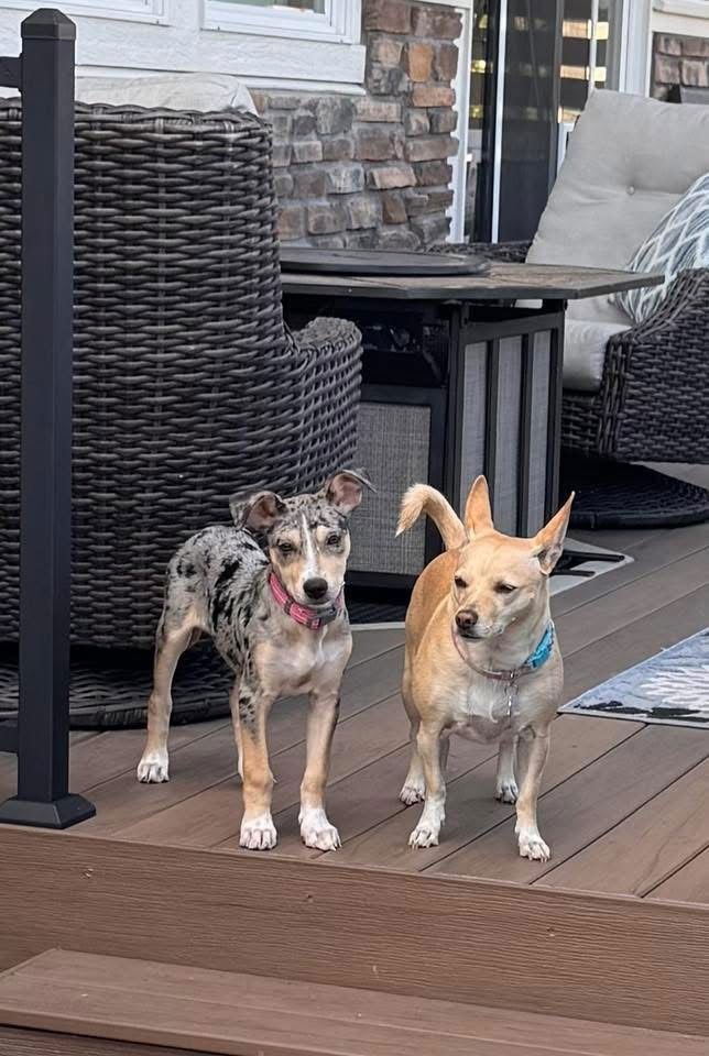 Blueberry nka Mollie - Photo 3