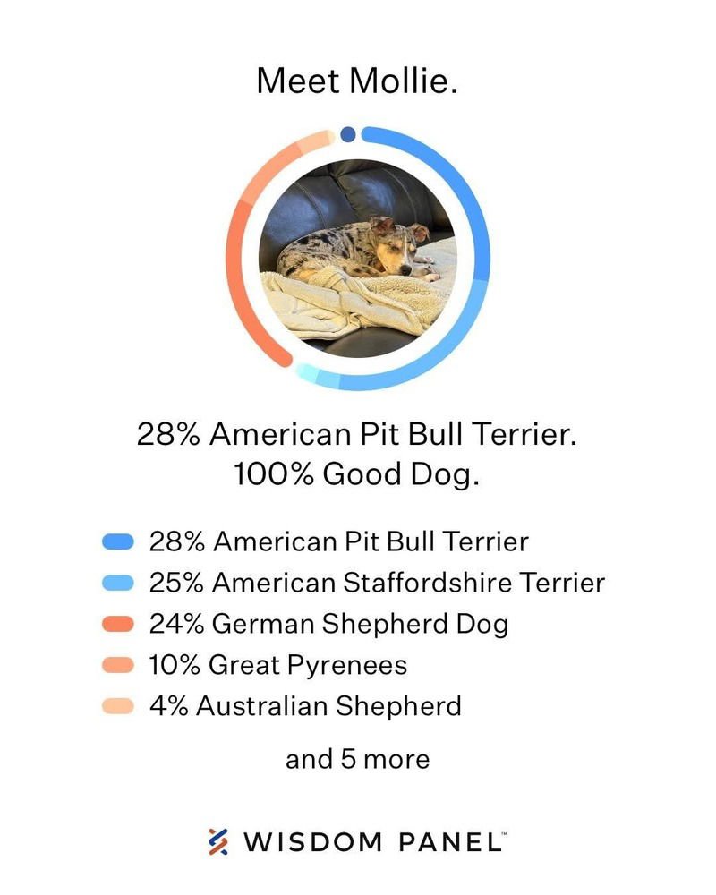 Blueberry nka Mollie - Photo 4