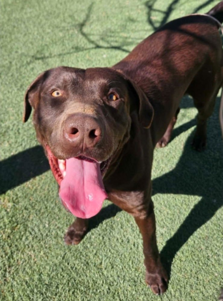 BRISKET - Labrador Retriever available for adoption