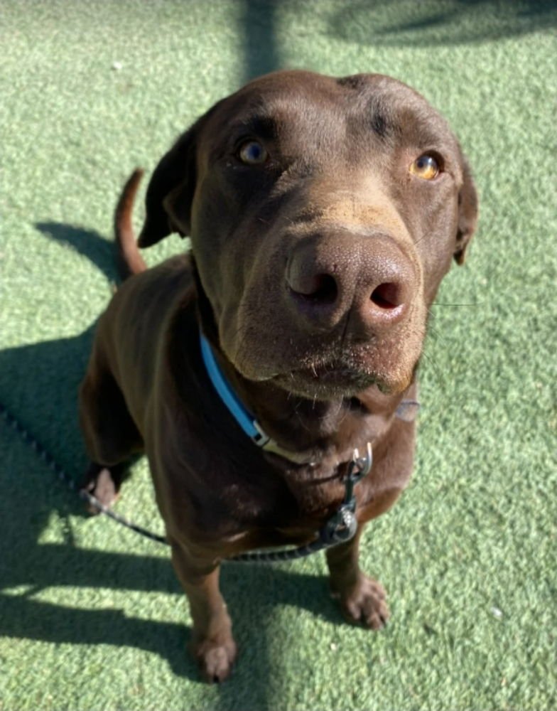 BRISKET - Labrador Retriever available for adoption
