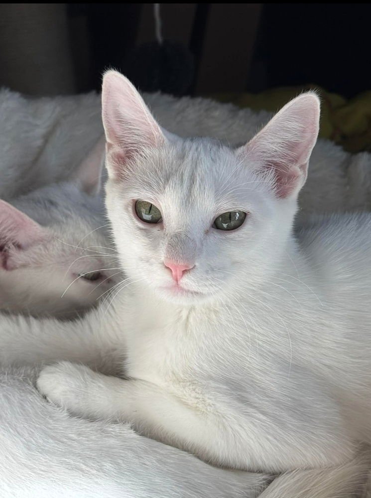 KRYA - Domestic Short Hair available for adoption