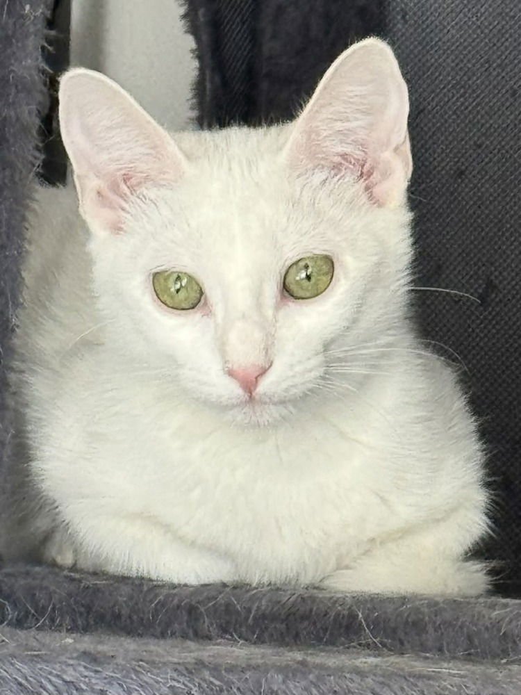 KRYA - Domestic Short Hair available for adoption