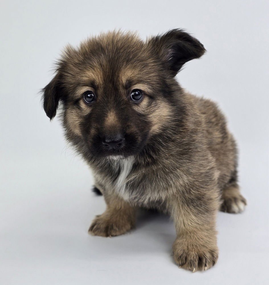 BAMBI - Corgi / German Shepherd Dog available for adoption