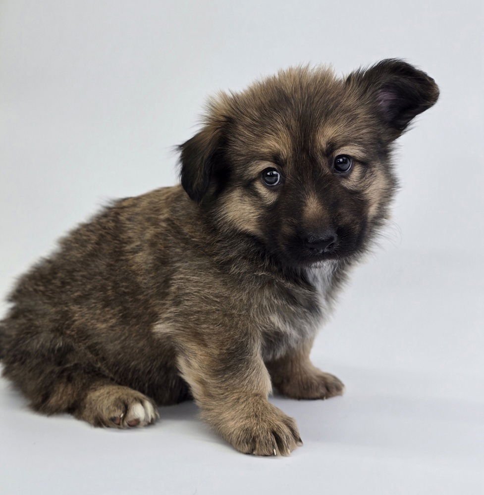 BAMBI - Corgi / German Shepherd Dog available for adoption