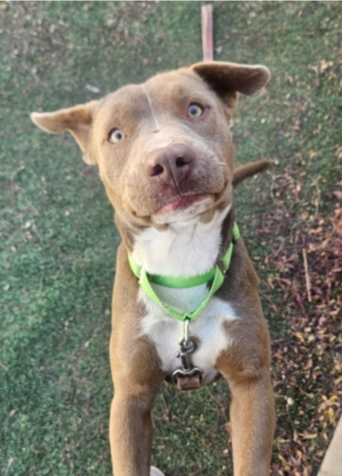 SPIRIT - Pit Bull Terrier available for adoption