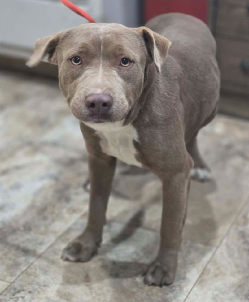 SPIRIT - Pit Bull Terrier available for adoption